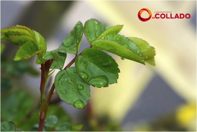 LabCollado's tweet image. Hoy Día del Árbol, cuidemos nuestro ambiente, emepecemos a cuidar nuestros árboles que son fuente de vida y oxígeno