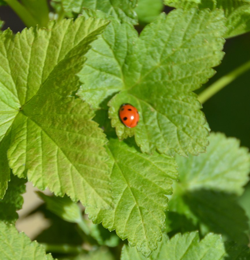 maidment_jeremy's tweet image. We all have to warm up in the morning. ;-) #JoyofSpring #SmallGardenInsects #Nature