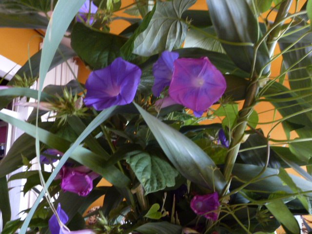 Mey Hofmann, t’has fet estimar, admirar i seguir. Avui sentim el dolor de la teva mort. Et recordarem sempre!