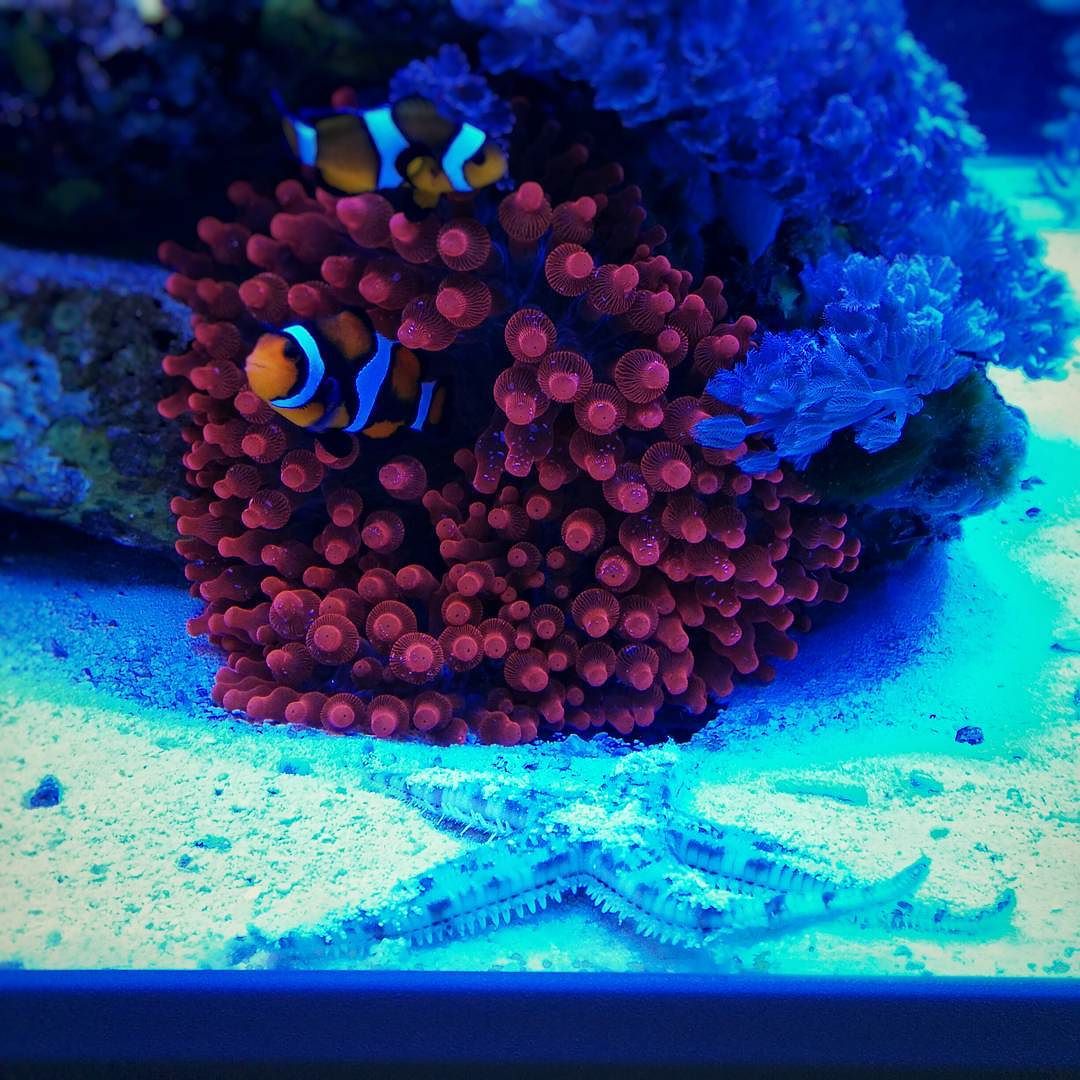 Pysgod_'s tweet photo. Foto de @reefscape en Instagram - #reefscape #aquarium #aquascaping #aquascape #fish #reefing101 #reeferaddict #ree… https://t.co/skfFHzavBg
