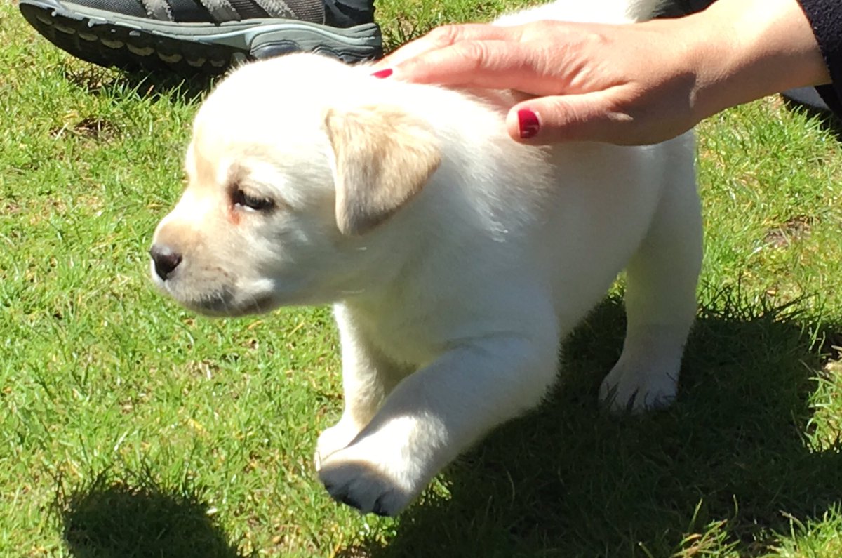 BolskanLAB's tweet photo. #cachorros #Huesca #LabradorRetriever #LabsLove https://t.co/skgZgoRxub