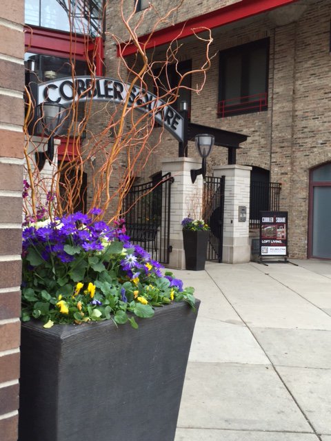 LCM_CurbAppeal's tweet photo. #Spring color in large pots at Cobbler Square done by our #Chicago #Seasonal Color Dept. https://t.co/gh8AqGjCMN