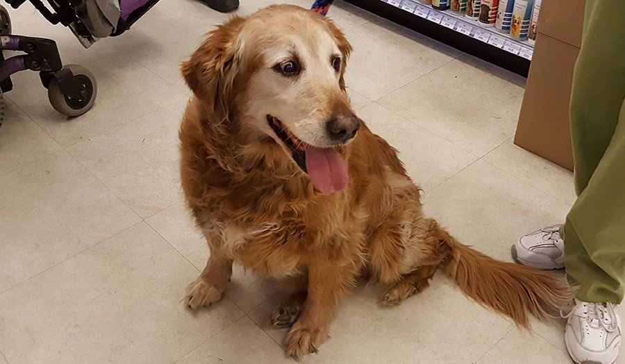 CheshireHorseNH's tweet photo. This is Katie. She is a #goldenretriever #therapydog. Born in Puerto Rico! #caninecustomer https://t.co/cGQteJNWmS