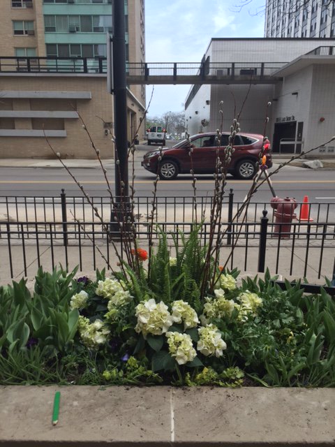 LCM_CurbAppeal's tweet photo. Arrangements in middle raised bed at 3150 N. Sheridan done by our #Chicago #Seasonal Color Dept. https://t.co/1wal5ss3Gm