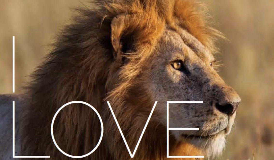 toscanaday's tweet photo. @CaffeCorsini I love lions 💕 https://t.co/hmWC4MwipC @ditta_art @wildlifedirect @NatGeo @NatGeoItalia @AriaAdv https://t.co/YJSxW2u0HS
