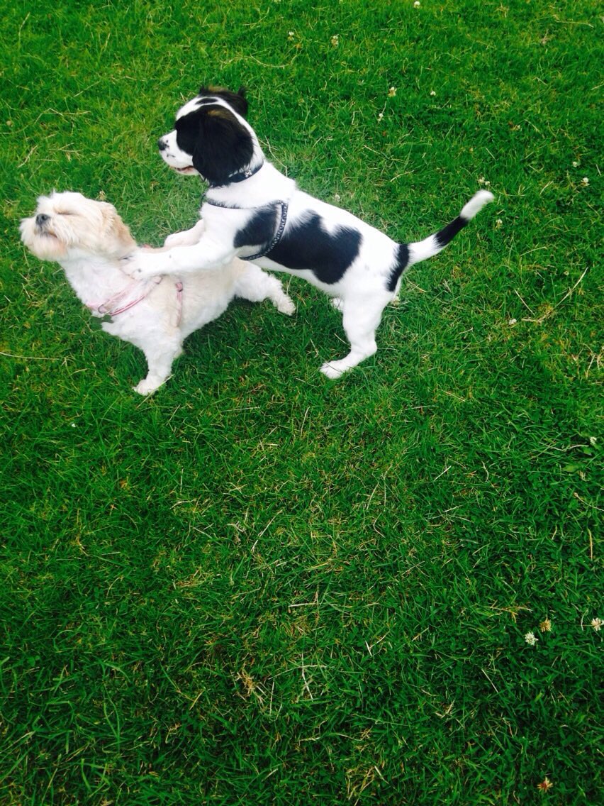 justbarkmilo's tweet photo. The sun is shining at last !! 🌞☀️
#dogsoftwitter #woof #wuff #sunnyday https://t.co/J8sWr7IT28