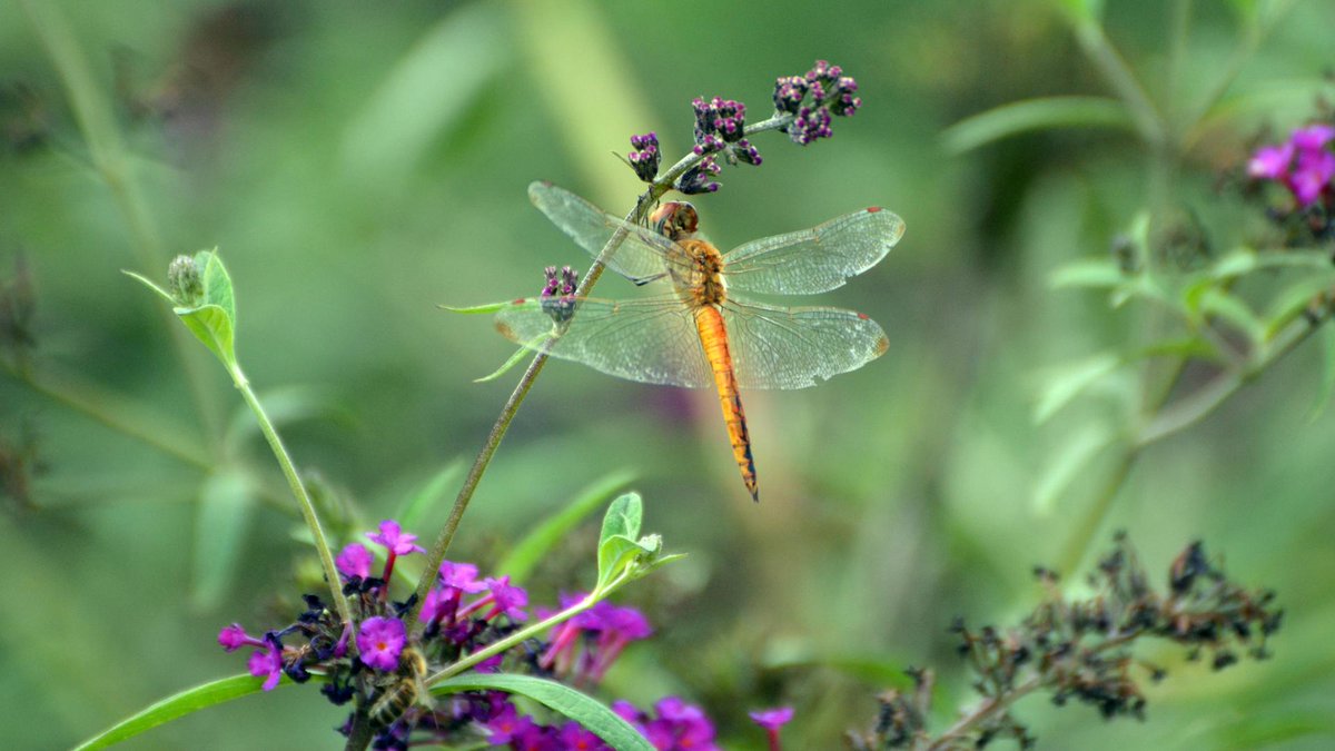 Dragonfly MDP tweet media