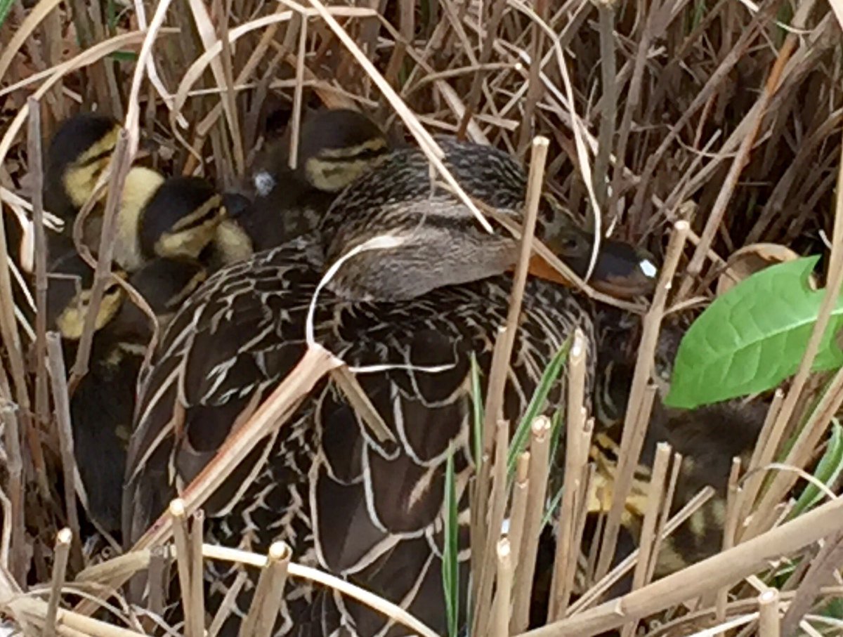HESMediaCtr's tweet photo. Welcome ducklings! @HaverhillHawks #dayone https://t.co/ihmH2Q4hpb
