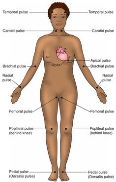 Stertinhs On Twitter: "The Pulse Points Found On The Human Body. We All  Have Them, Lets All Palpate And Feel These Pulse Points On Our Body  Https://T.co/1Oldky3Q9O" / Twitter Stertinhs On Twitter: "The Pulse Points Found On The Human Body. We All  Have Them, Lets All Palpate And Feel These Pulse Points On Our Body  Https://T.co/1Oldky3Q9O" / Twitter