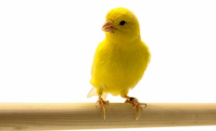Грустная канарейка. Птичка кенар желтый. Канарейка кенар. Желтая птичка канарейка. Канарейка белая хохлатая.