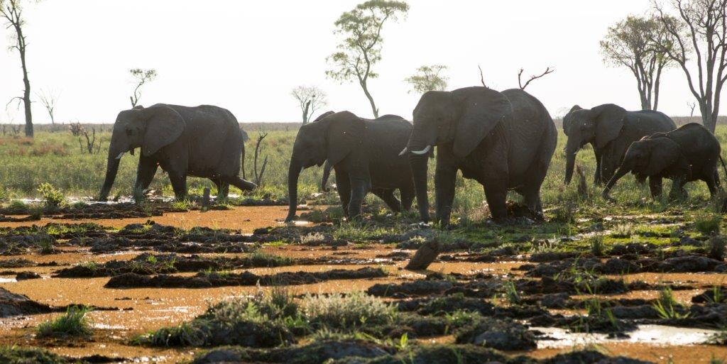 LegendResorts's tweet photo. Fun Fact: #Elephantbehavior is linked with a unique #animalintelligence that displays altruism, compassion & art. https://t.co/54qad8axxv