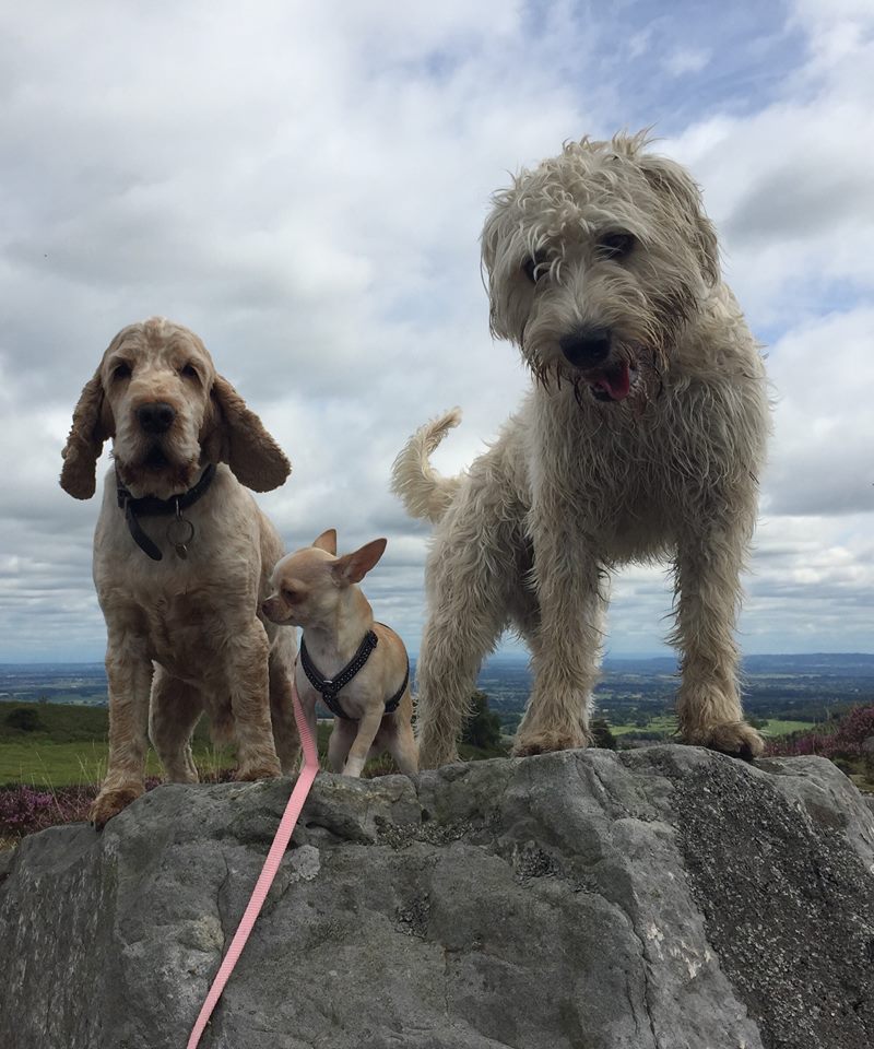 chestertweetsuk's tweet photo. #chesterhour TREAT your pooch to a walk in the #Welsh hills with @DogsinChester call  07971230985to book #Chester https://t.co/8UMzmdecTS