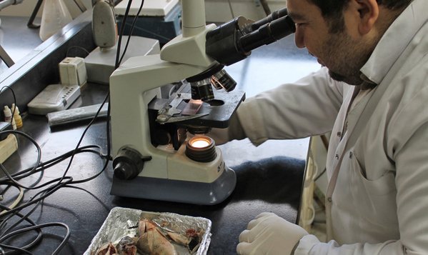 Fish under the microscope: Preventing fish disease: bit.ly/1VXD5nr <a href="/WorldFishCenter/">WorldFish</a>