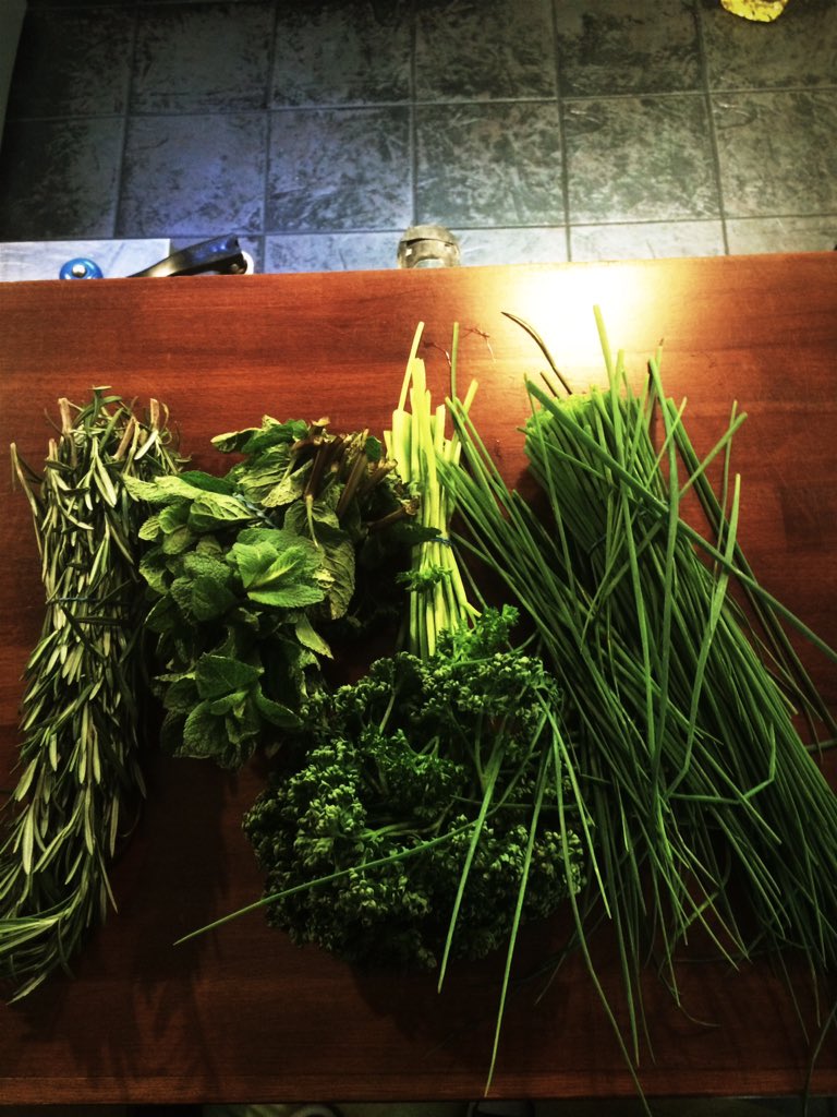 TerrazaTapas's tweet photo. Fresh herbs just delivered for today's prep #fresh #tapas #tasty #herbs #spanishfood #northampton #grangepark #NN4 https://t.co/63Ev9os2hD