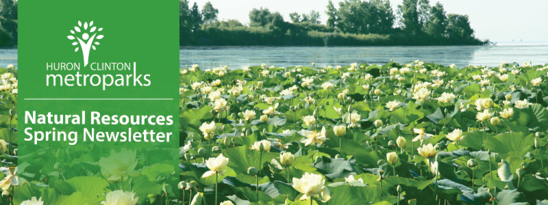 metroparksNRD's tweet photo. Find Out What's Happening in Natural Resources at YOUR Metroparks https://t.co/H395YpIryX https://t.co/QvgKEhs2OR