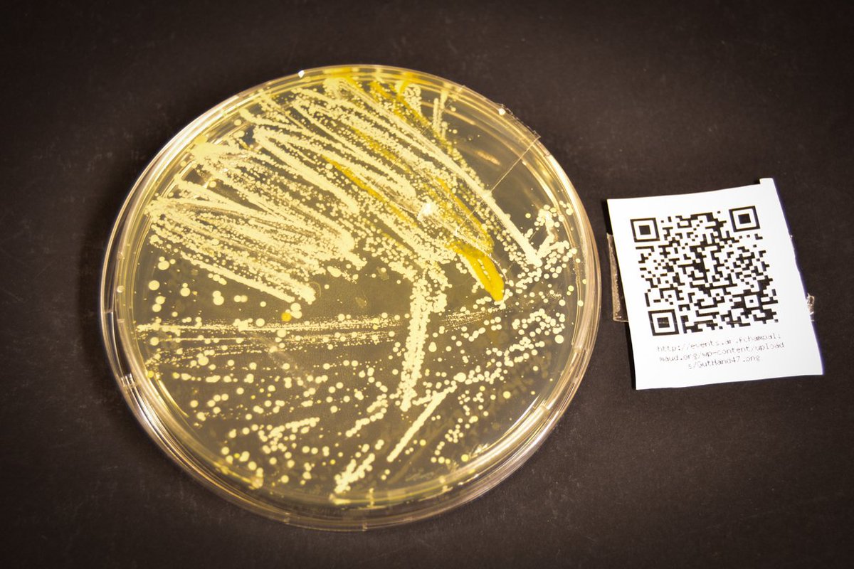 rodrigocnsousa's tweet photo. Extreme social media sharing: These are the bacteria growing behind my right ear. #GutThinking @ChampalimaudF https://t.co/LYD5XKLyCK