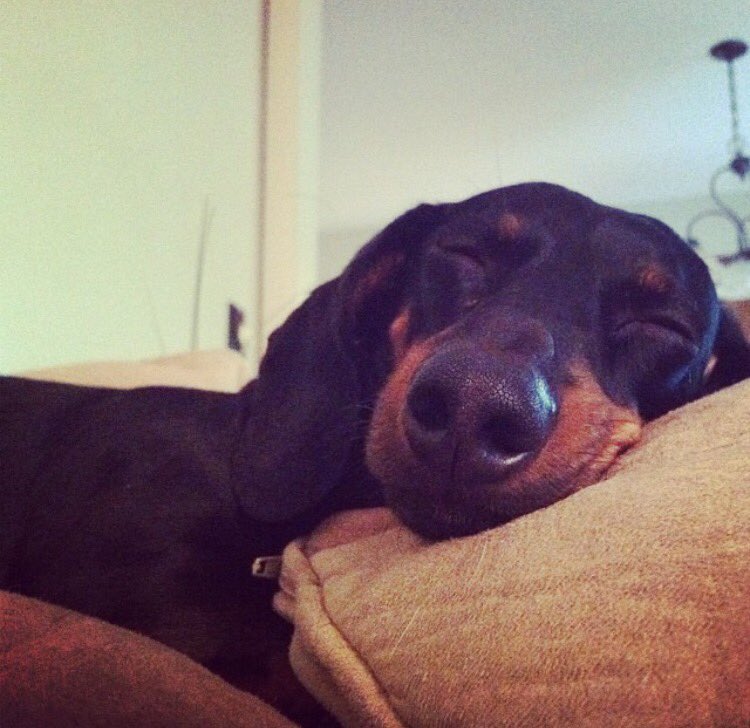 MOTMeg's tweet photo. Ween could give us all a lesson on the importance of sleep #itsallshedoes #Oturish https://t.co/L4EeKvDl77