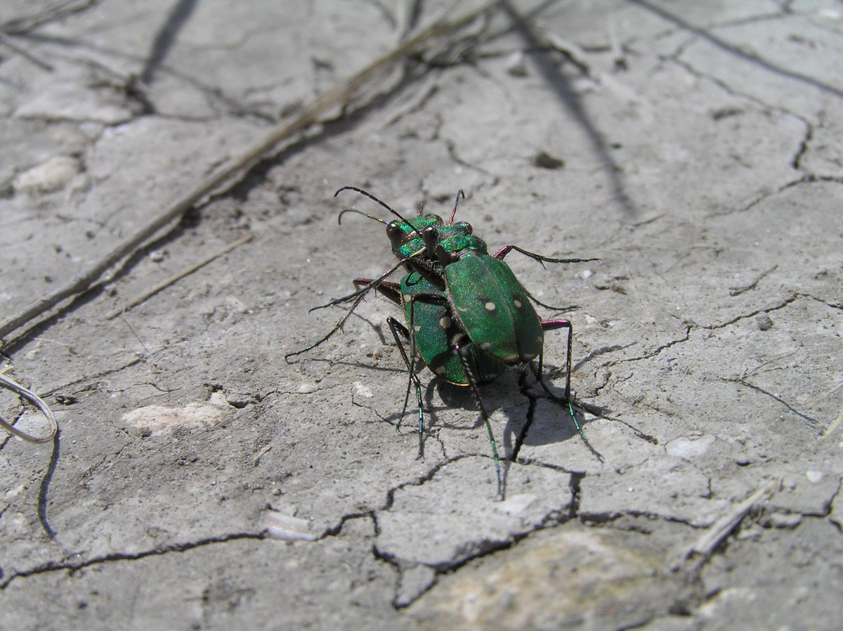 HearleSharon's tweet photo. Tiger Beetles out in the sun today on Devil's Dyke, Newmarket plus the first Dingy Skipper on transect. https://t.co/0GG9vK3du0
