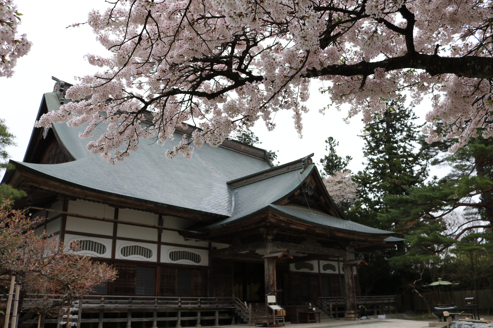 Tokyo Tweet Bird در توییتر Sakura フォトフェスティバル 16 中尊寺 の 桜 です 古代日本で高い地位を誇っていた武士の藤原氏が拠点としていた寺です 中尊寺の本堂や 金色堂 には桜が春の雰囲気に彩っていました