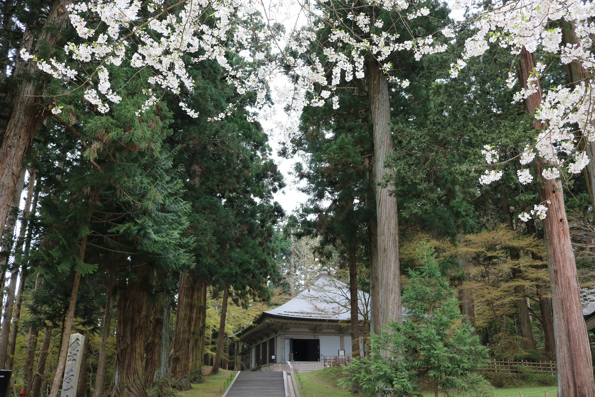 Tokyo Tweet Bird در توییتر Sakura フォトフェスティバル 16 中尊寺 の 桜 です 古代日本で高い地位を誇っていた武士の藤原氏が拠点としていた寺です 中尊寺の本堂や 金色堂 には桜が春の雰囲気に彩っていました