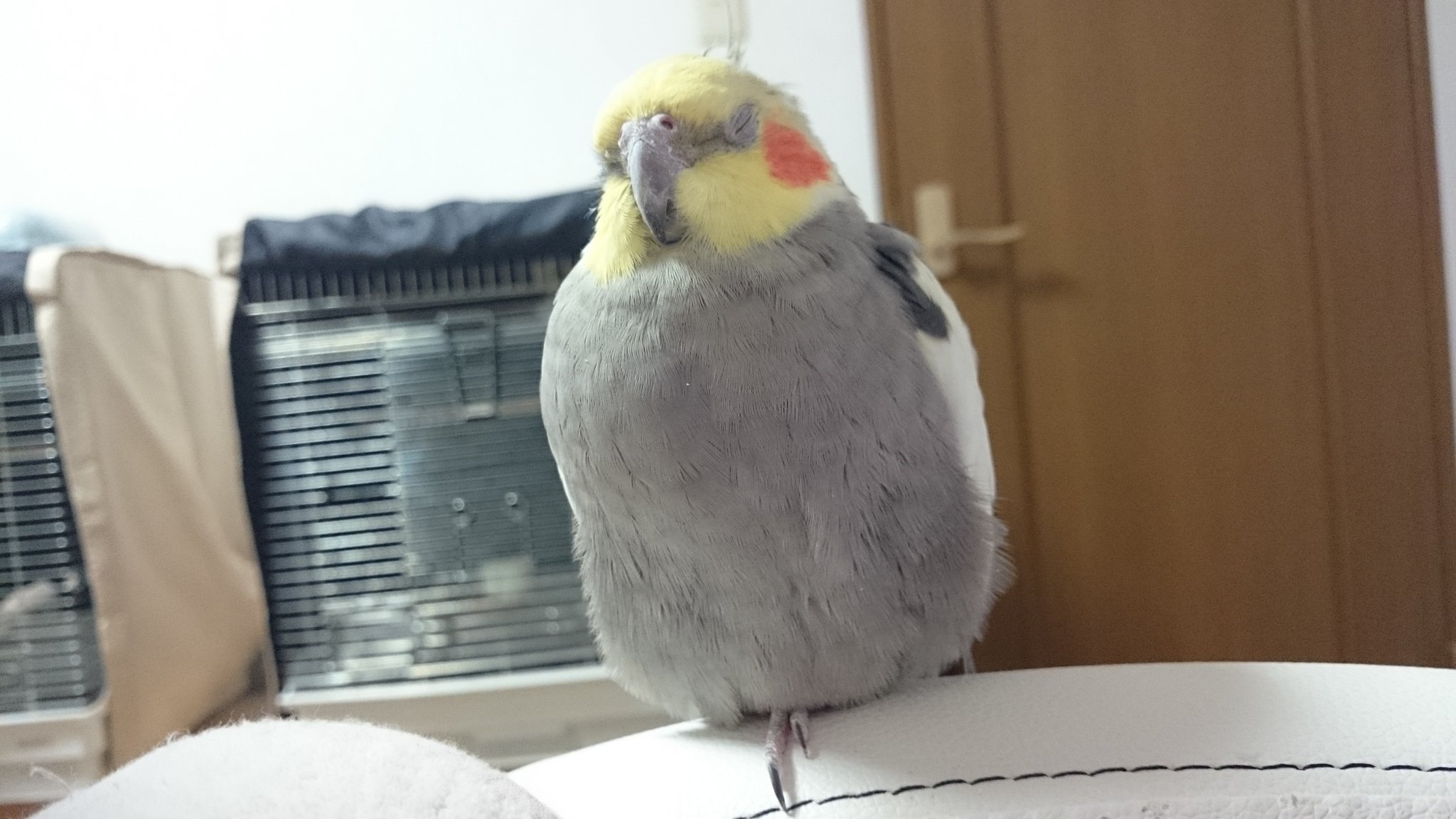 うめだゆかり トトロみたいなペンギンみたいなやつが夜になると現れる オカメインコ T Co Recak6jbpw Twitter