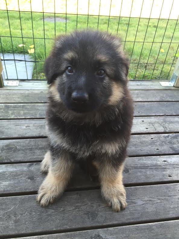 German Shepherds tweet media