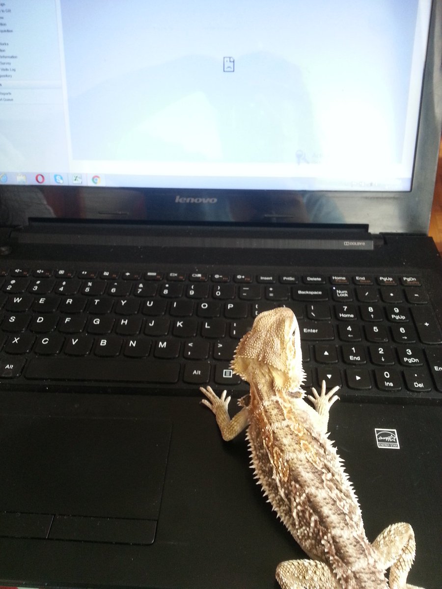 real_true_lady's tweet photo. Always wanna help...#beardeddragon #computerpro #justchecking https://t.co/sFAFFJcZIg