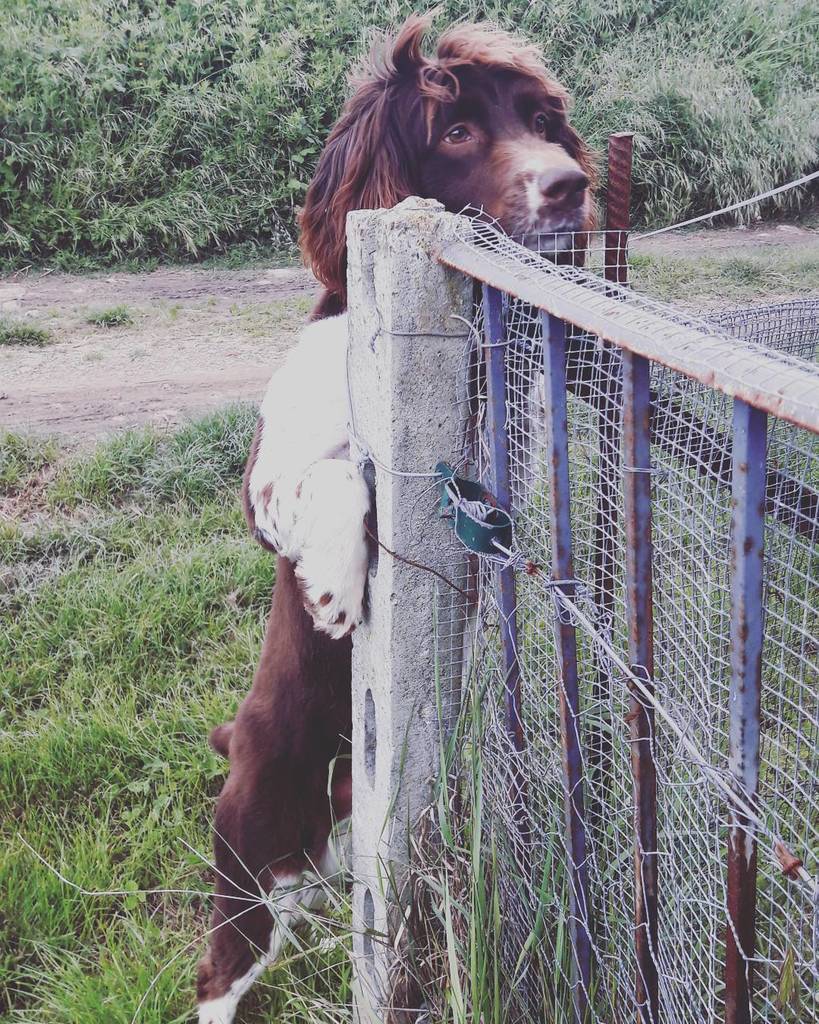 WeTuscany's tweet photo. What a wonderful dog! #englishspringerspaniel #springer #springerspaniel #instacane #dog #instadog #cane #ilpiubell… https://t.co/Qy5NqjYx8A
