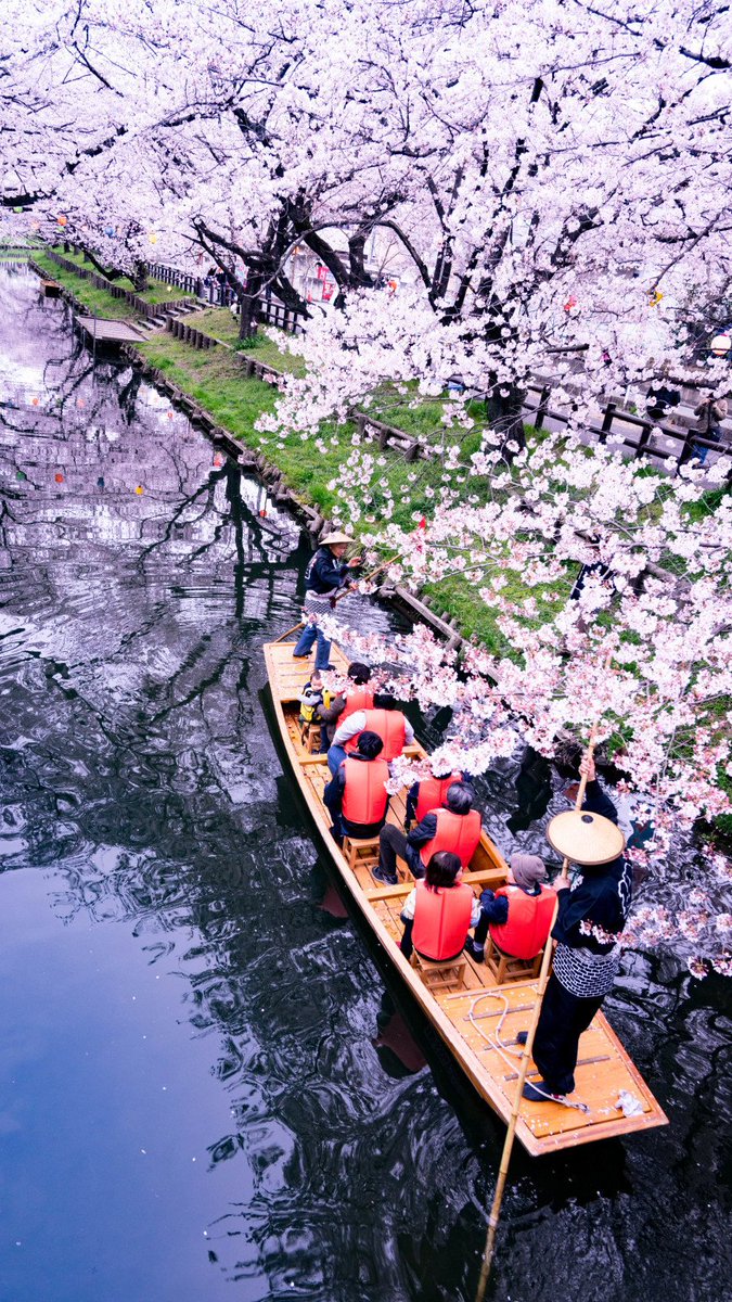JaponEamigos's tweet photo. Por el río entre los #sakura.

Pashadelic: kanitaku. https://t.co/BiADkyX6sI https://t.co/bYNRLJU5aA