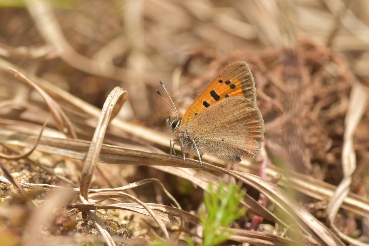 SWTLackfordLake's tweet photo. Common blue and Small coppers now on the wing at #lackfordlakes @suffolkwildlife https://t.co/wBM1QOMsuy