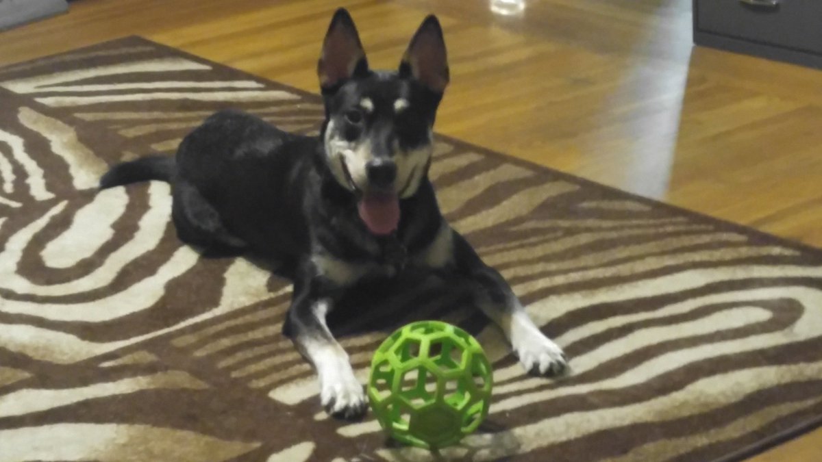 Kitkatzombie23's tweet image. 