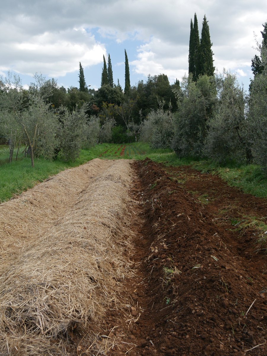 Spannocchia's tweet photo. Our new #SynergeticGarden designed to replicate a balanced ecosystem in order to increase productivity.#spannocchia https://t.co/U18wA0aNZM