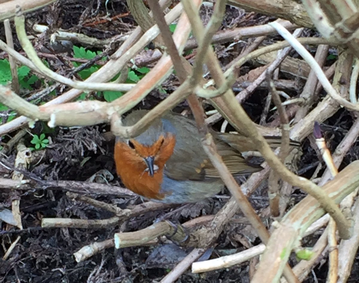 Teatours's tweet photo. Lovely #Scottish #robin #bird #nature #scotspirit #afternoonteatours @welcomescotland @VisitScotland @UndisScot https://t.co/pf8n1ZPoud
