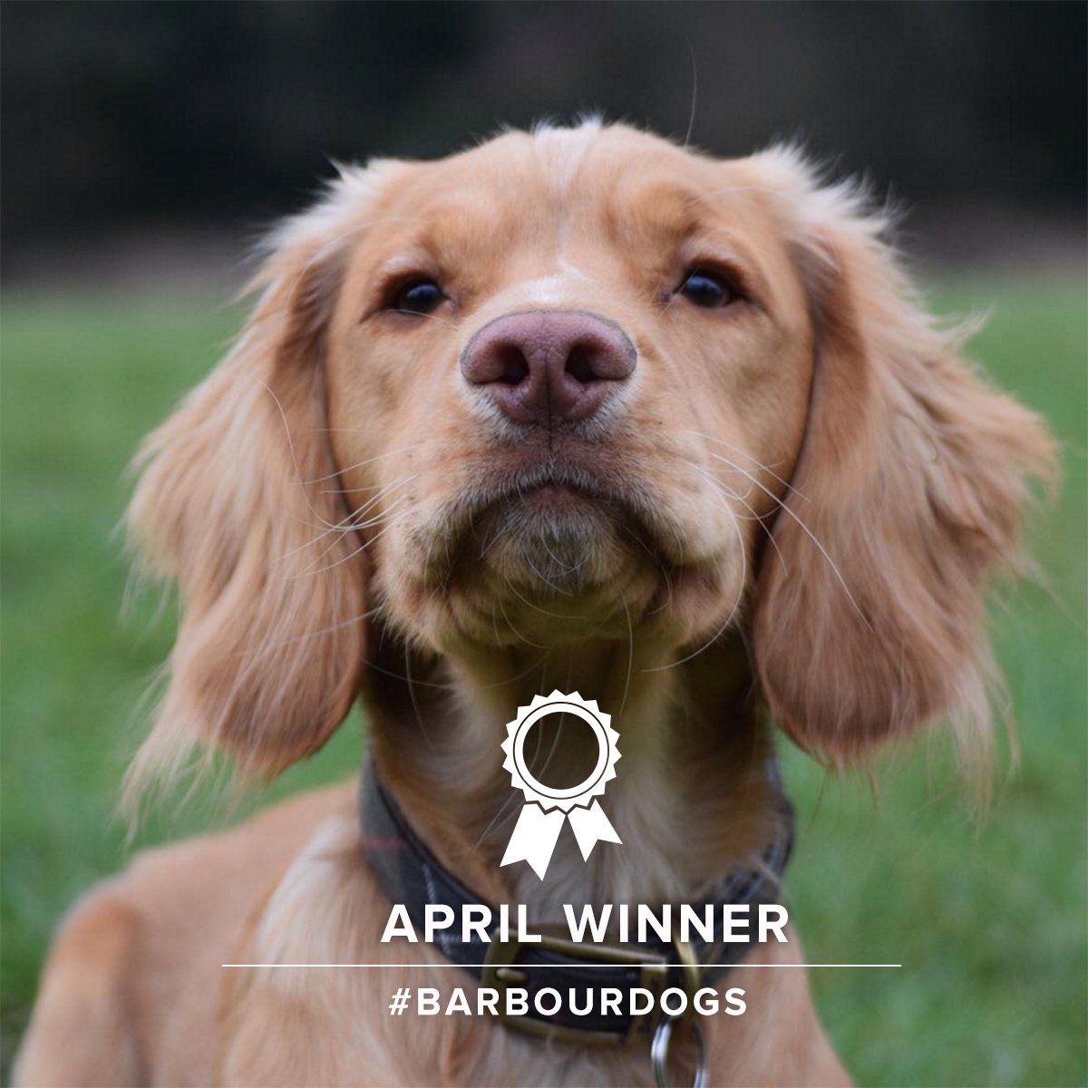 Barbour's tweet photo. Meet Hugo, our #BarbourDogs April winner! Remember to enter your pup in our May comp: https://t.co/C7W7OPvUDZ https://t.co/wVZKjOroWi