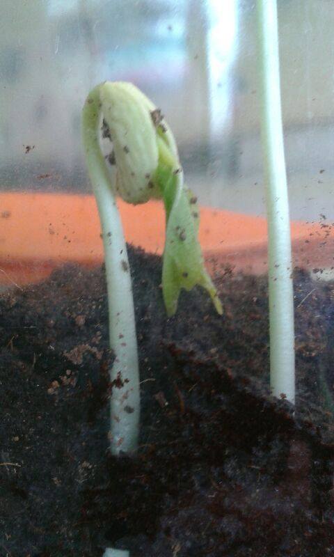 ClassedeGSCP's tweet image. Grâce au vivarium et à la spirale à insectes, nous pouvons observer la nature. Nous y découvrons beaucoup de choses.