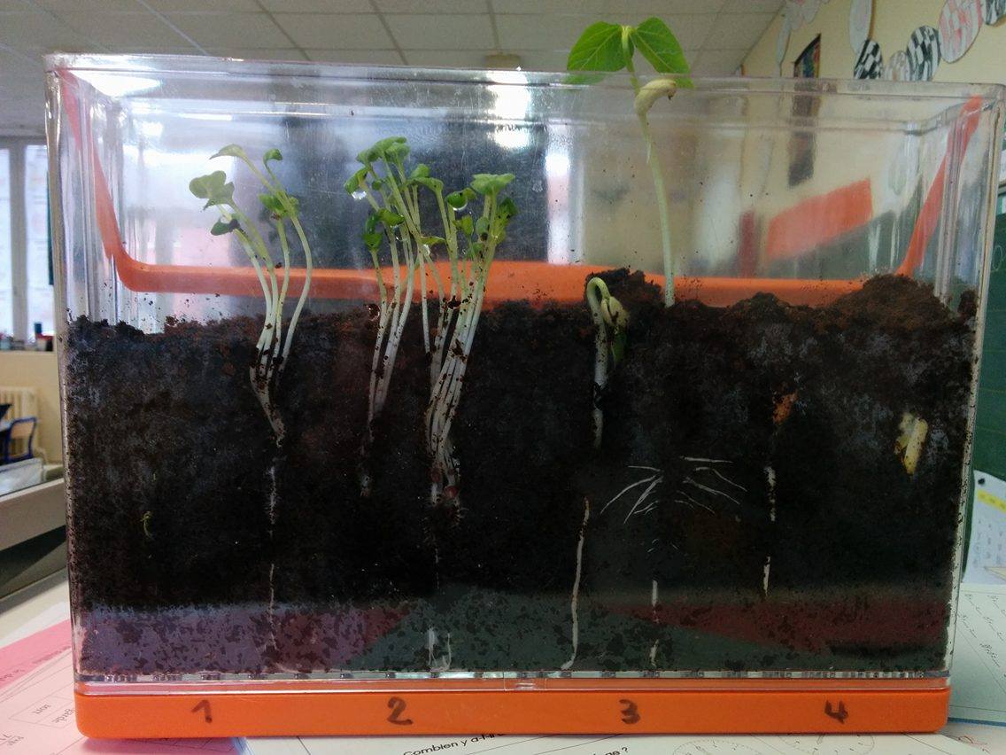 ClassedeGSCP's tweet image. Grâce au vivarium et à la spirale à insectes, nous pouvons observer la nature. Nous y découvrons beaucoup de choses.