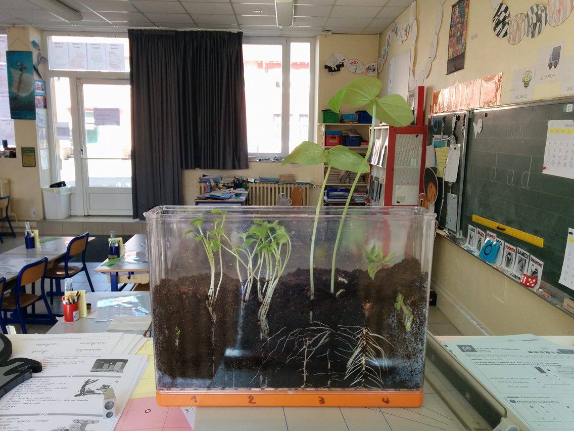 ClassedeGSCP's tweet image. La photo du jour de notre observatoire de racines. Voici son évolution : padlet.com/maitre/grainep… (à ordonner) !