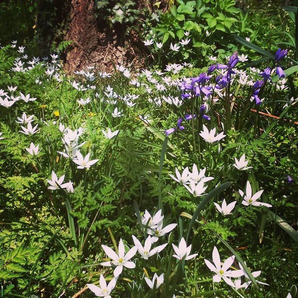 WestSuffolk's tweet photo. So many pretty and wildlife-friendly flowers in #TheCopse at #WestSuffolkCollege! @suffolkwildlife @BuryinBloom https://t.co/4DObBeq7uQ