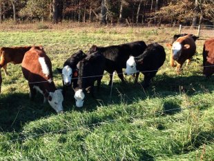 GallagherNA's tweet photo. Finding the right #grazing & #pasture management strategy https://t.co/VIsOsk06p9 #onpasture https://t.co/38n5dFYhZR