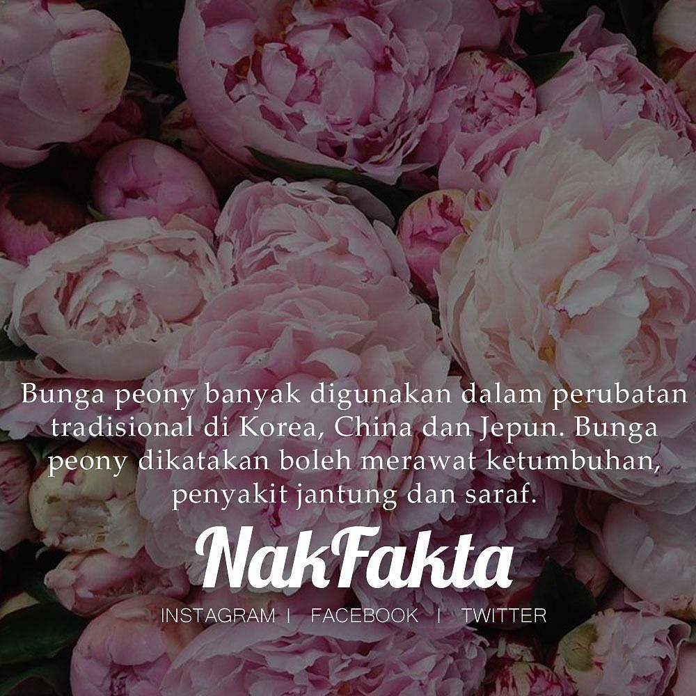 Nak Fakta Ar Twitter Bunga Peony Dikatakan Boleh Merawat Ketumbuhan Penyakit Jantung Dan Saraf Nakfakta Nakbebel