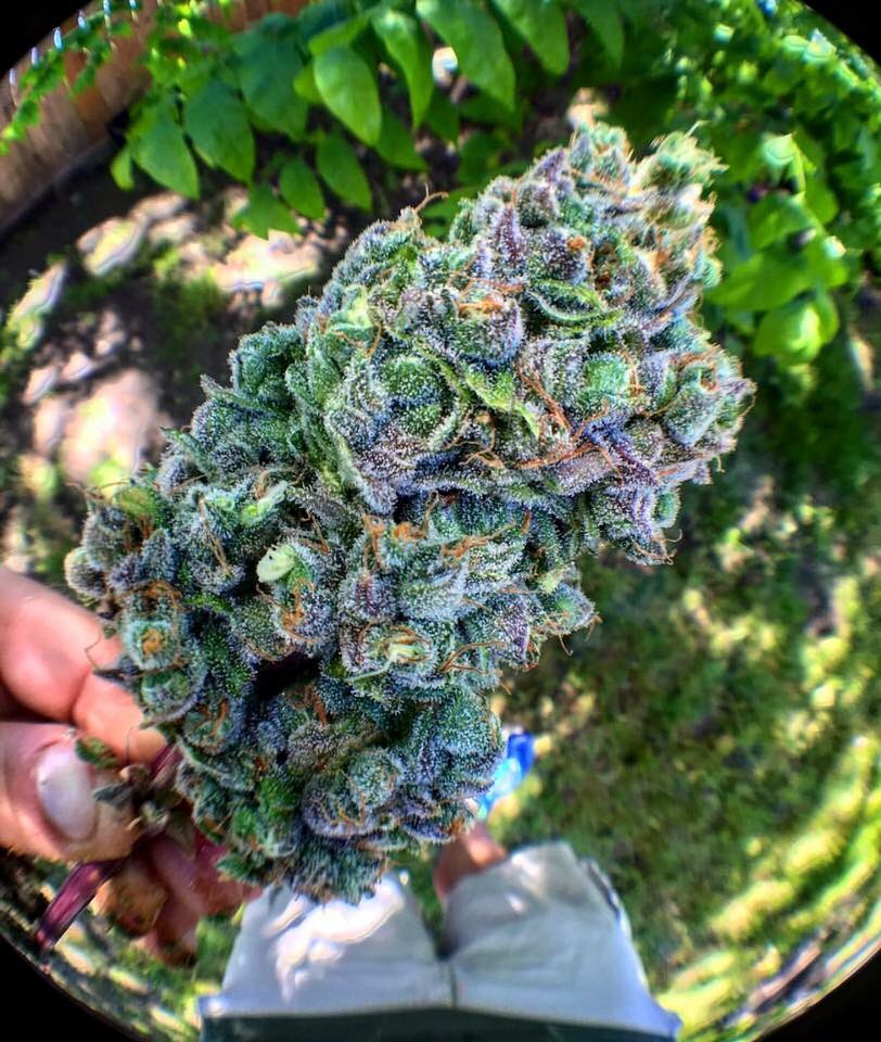 Hammer of the Gods ⚒🔥💨 

Grown By: Ironheads Gardens