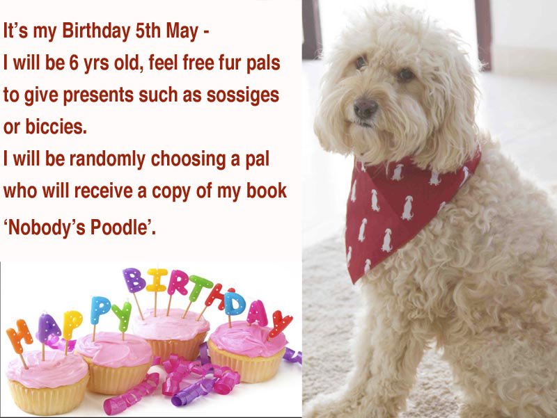 WoofTasticbooks's tweet image. My Birthday 5th May - I will be randomly choosing a fur pal who will receive copy of my book Nobody's Poodle RT