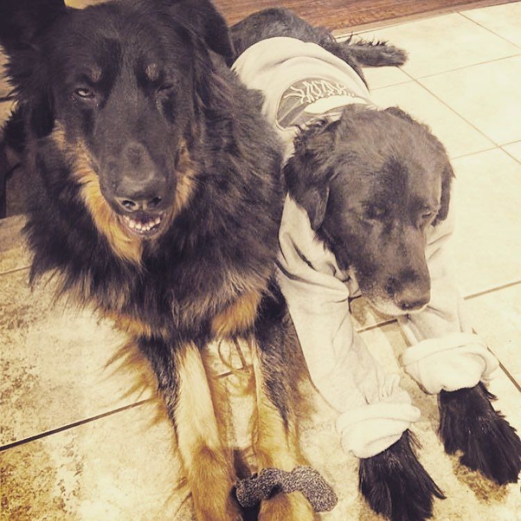 ezzylynn's tweet photo. Pups in our crew necks #trending #thisisyourcrew #jellyfish #squad https://t.co/8Hsla8o9W3 https://t.co/whYSVLhsqU