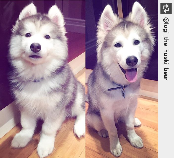 IngloriousDogs's tweet photo. Then(when I was 9 weeks old) Now(when I was 5months old)🐺🐻✌🏽️✨ #Husky #Huskies #Malamute #puppylove https://t.co/C9Jlh53iQs