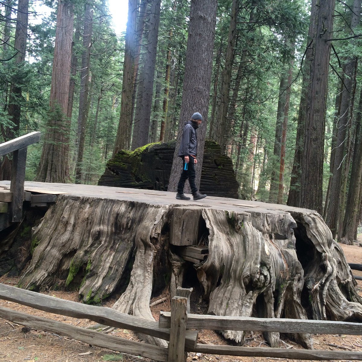 BoThomas26's tweet photo. I like trees. Especially if they're big. Giant Sequoias definitely made the cut. https://t.co/2MwmZ0T6ld