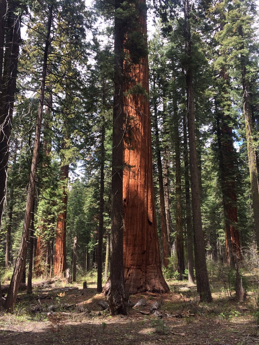 BoThomas26's tweet photo. I like trees. Especially if they're big. Giant Sequoias definitely made the cut. https://t.co/2MwmZ0T6ld