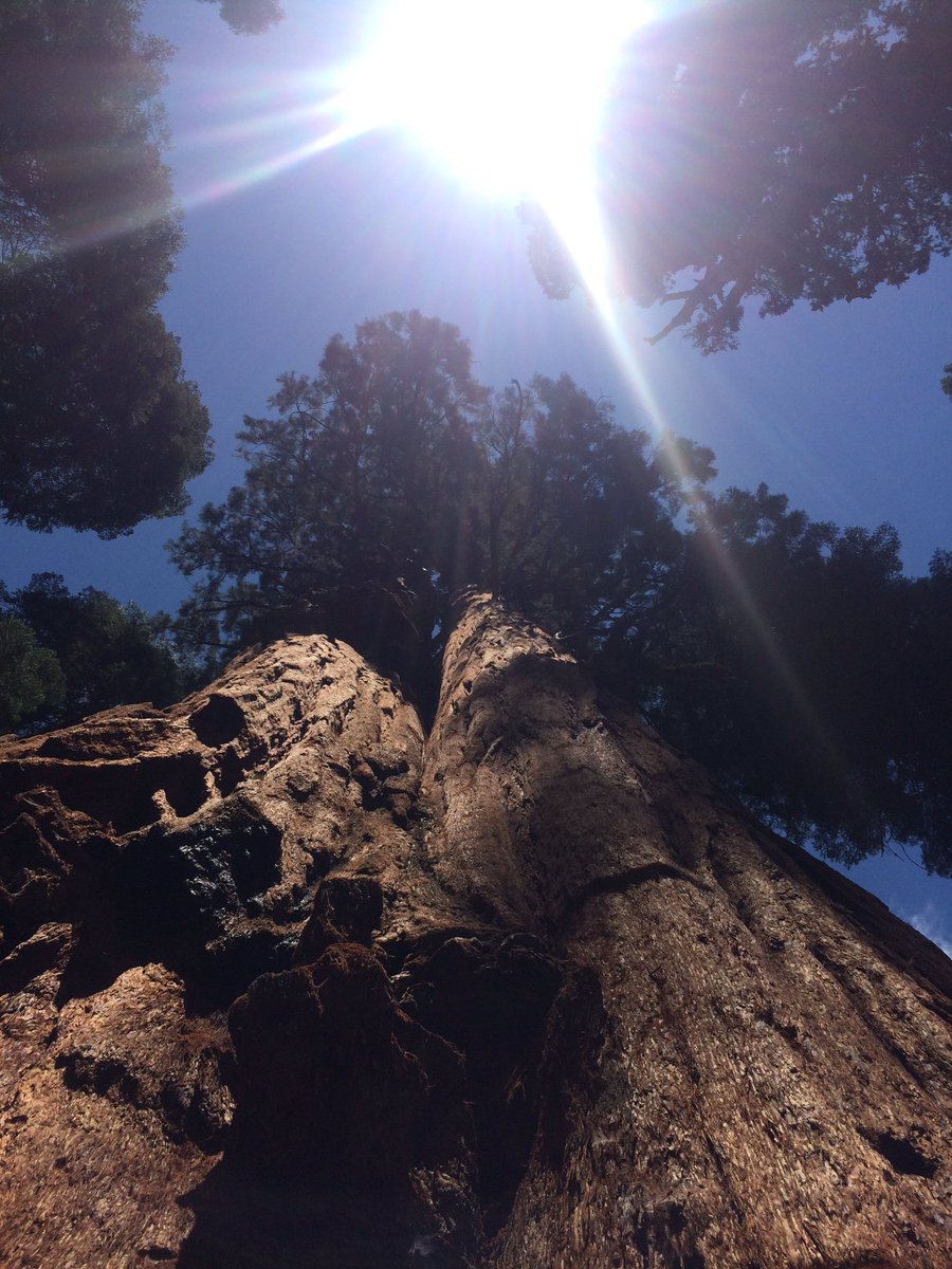 BoThomas26's tweet photo. I like trees. Especially if they're big. Giant Sequoias definitely made the cut. https://t.co/2MwmZ0T6ld