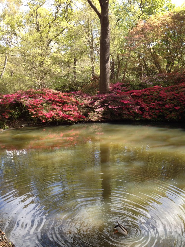 Janet E Baldwin 🌸 tweet media