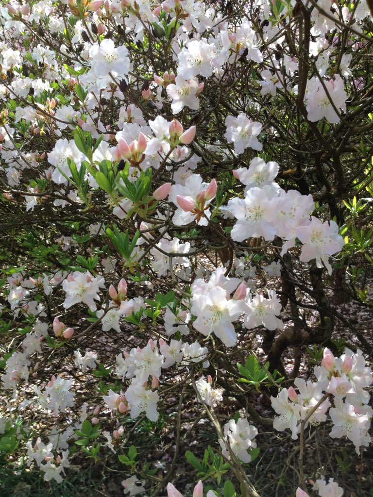 Janet E Baldwin 🌸 tweet media