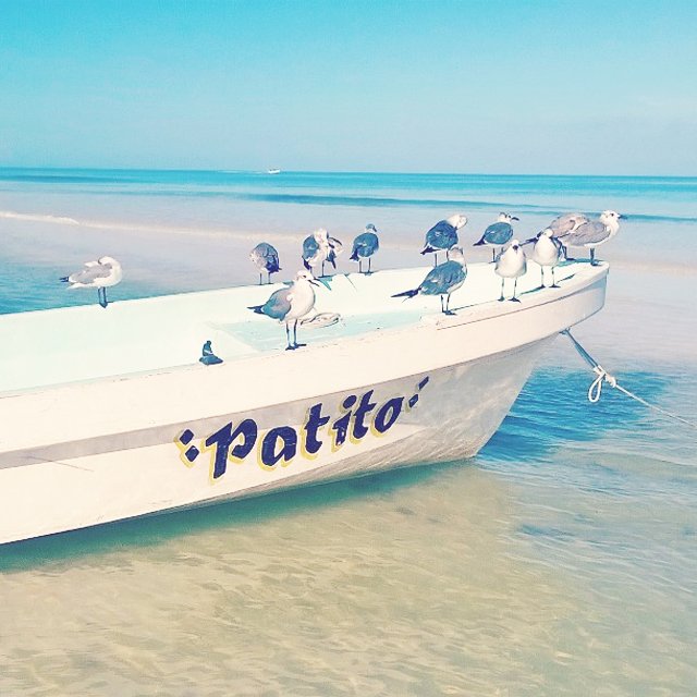 When the whole crew get together! #ChooseYourOwnMexicanAdventure #MVPatito #ShoreLine #SeagullGang